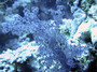 Soft Coral.jpg